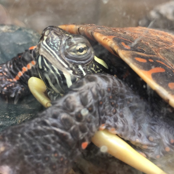 Meet your Posher, Elizabeth - Picture 1 of 1